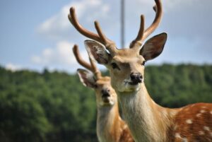 ЗГСмакота 5 днів