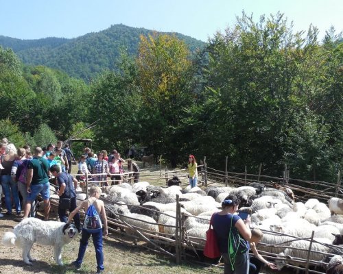 Школа вівчарства Колочава