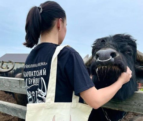 "Карпатський буйвіл"