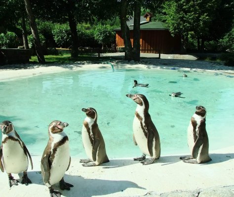 Кошице, зоопарк