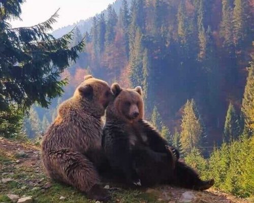 Ведмеді