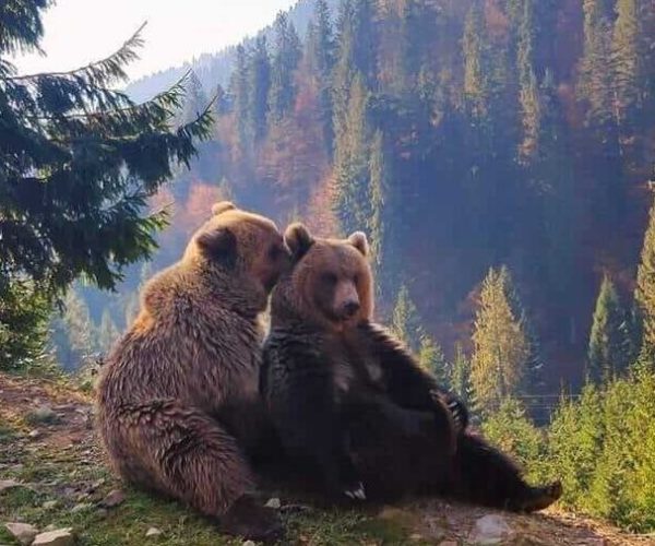 Ведмеді