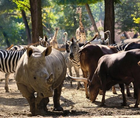Ньїредьгаза, Зоопарк Sóstó ZOO