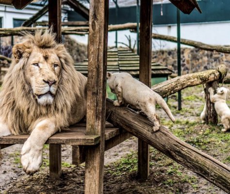 Ньїредьгаза, Зоопарк Sóstó ZOO