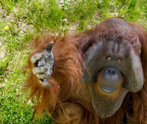 Ньїредьгаза, Зоопарк Sóstó ZOO